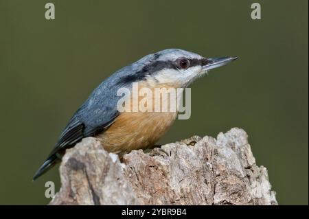 Gewöhnlicher Vogel Sitta europaea alias eurasischer Nackthaken auf sonnigem Platz. Nahaufnahme Porträt. Isoliert auf unscharfem Hintergrund. Frühherbst. Stockfoto