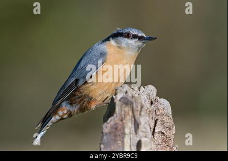Gewöhnlicher Vogel Sitta europaea alias eurasischer Nackthaken auf sonnigem Platz. Nahaufnahme Porträt. Isoliert auf unscharfem Hintergrund. Frühherbst. Stockfoto