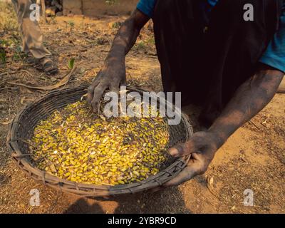 République Démocratique du Congo, Tshikenda, 24.08.2023. Gros Plan sur les Main de l'agriculteur Mieter le van, en Train de Vanner pour trier les har Stockfoto