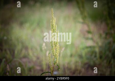 Selektive Unschärfe auf blühenden einjährigen Ragweed, auch Amrbosia oder Artemisia genannt. Es ist eine Pollenblume und Pflanze aus der Aster-Familie bekannt als ein Stockfoto