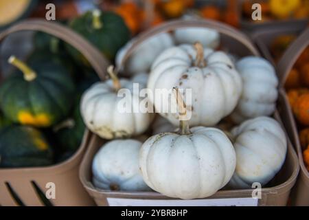 Herbstpräsentation von weißen und orangefarbenen Minikürbissen auf einem Bauernmarkt. Stockfoto