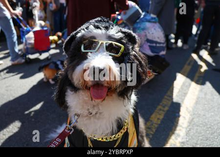 Ein Hund sieht toll aus mit einer billigen Sonnenbrille für die 34. Jährliche Tompkins Square Halloween Dog Parade im Tompkins Square Park am Samstag, den 19. Oktober 2024. (Foto: Gordon Donovan) Stockfoto