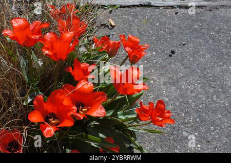 Rote Tulpen von oben in der Nähe der Gartenterrasse Stockfoto