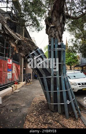 Tree Protection Zone, ein Paperbark-Baum in Darlinghurst, geschützt vor Bauschäden mit Holzspangen und Polsterung, Sydney, Australien, Stockfoto