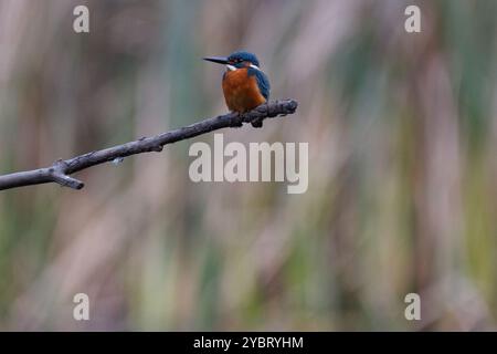 Ein gemeiner oder eurasischer eisvogel (Alcedo atthis) thront über einem kleinen See in Kanagawa, Japan. Stockfoto