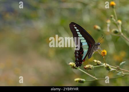 Ein blaues Dreieck oder ein gewöhnlicher blauer FlaschenSchmetterling (Graphium sarpedon) auf einer Pflanze in Kanagawa, Japan. Stockfoto