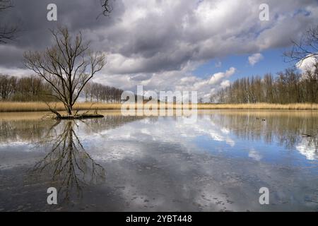 Naturschutzgebiet entlang des Flusses Nieuwe Merwede in der Nähe der Niederlande Stadt Dordrecht Stockfoto