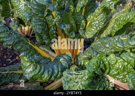 Mangold, Gelbstiele, Gemüsepflaster, Nordrhein-Westfalen, Deutschland, Europa Stockfoto