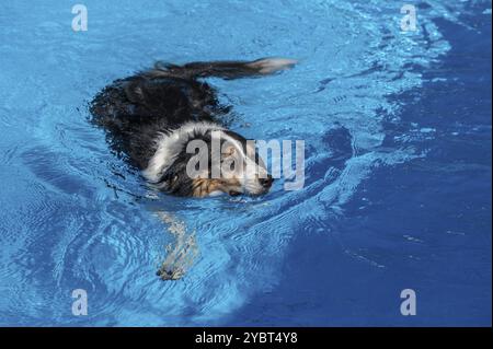 Hund, Rasse australischer Schäferhund Baden in einem Schwimmbad, Bayern, Deutschland, Europa Stockfoto