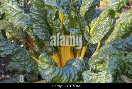 Mangold, Gelbstiele, Gemüsepflaster, Nordrhein-Westfalen, Deutschland, Europa Stockfoto