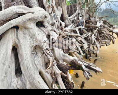 Großer Haufen bestehend aus Ästen und Zweigen am Strand Stockfoto