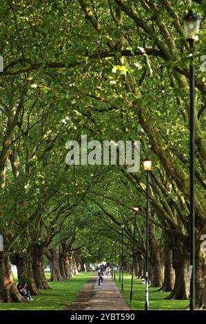 Platanus hispanica (Platanus hispanica) in Jesus Green Park, Cambridge, Cambridgeshire, England, Großbritannien Stockfoto