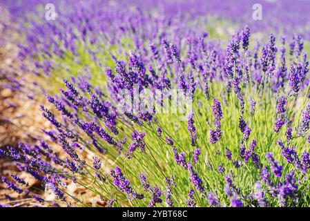 Lavendelspitzen. Lavender, Lavandula angustifolia, Lavandula officinalis. Vollbild-Hintergrund Stockfoto