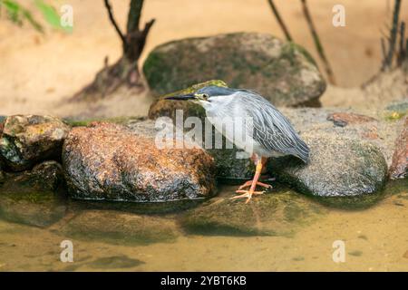 Voller Körper von gestreiftem Reiher, Butorides striata, Mangrovenreiher, kleiner grüner Reiher auf dem Teich Stockfoto