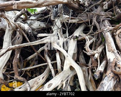 Großer Haufen bestehend aus Ästen und Zweigen am Strand Stockfoto