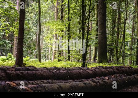 Waldgebiet von Granitz mit Europäischer Buche, Fagus sylvatica und sessile Eiche, Quercus petraea, im Südosten des Biosphärenreservats Rugen, Deutschland, Europa Stockfoto