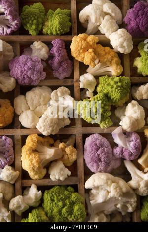 Präsentation von Blumenkohlensorten in ihren Farbunterschieden Stockfoto