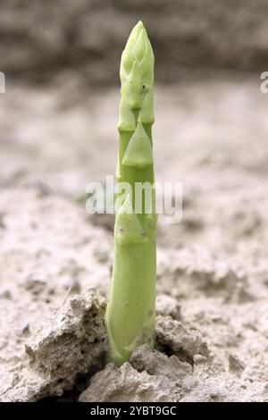 Grüner Spargel, ein Geschenk der Natur Stockfoto