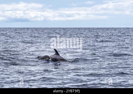 Mutter und Kalb von gewöhnlichen Großen Tümmlern oder Atlantischen Tümmlern, Tursiops truncatus, im Atlantik vor der Küste Teneriffas Stockfoto