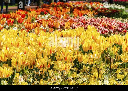 Farbenfrohe Frühlingsfrische holländische Tulpen. Naturgelber Hintergrund Stockfoto