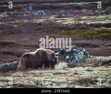 Moschusstier, Ovibos moschatus, in der Berglandschaft des Dovrefjell-Sunndalsfjella-Nationalparks, Dovre, Norwegen, Skandinavien. Stockfoto