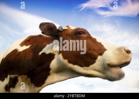 Lustiges und fröhliches Porträt einer italienischen Rotfleckigen Zuchtkuh Stockfoto