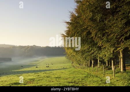 Wiese mit grasenden Kühen auf der Mariendaal Estate in der Nähe der niederländischen Stadt Arnhem Stockfoto