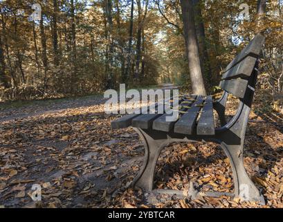 Sitzbank und Eiche im City Park im Herbst Stockfoto