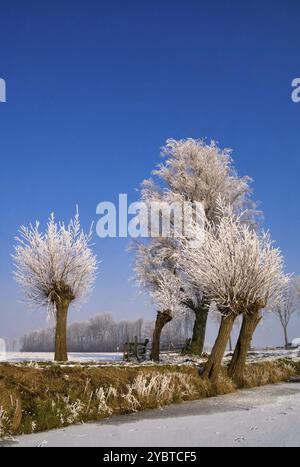 Gerippte Weiden entlang eines gefrorenen Teiches in der Nähe des niederländischen Dorfes Hardinxveld-Giessendam in der Region Alblasserwaard Stockfoto