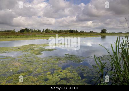 Gat van Den Kleinen HIL ist ein Bach in der Holländischer Nationalpark de Biesbosch in der Nähe des Dorfes Werkendam Stockfoto