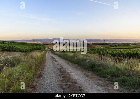 Landstraße durch Weinberge bei Sonnenuntergang in der Region La Rioja, Spanien, Europa Stockfoto