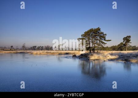 Gefrorenes Moorbad im belgischen Naturschutzgebiet Kalmthuth Heath, das eines der ältesten und größten Naturschutzgebiete Flanders ist Stockfoto