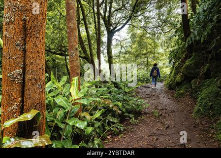 Rückansicht einer Frau beim Wandern im Naturpark Ribeira dos Caldeiroes auf den Azoren, Insel Sao Miguel. Reiseabenteuer in einer tropischen Landschaft Stockfoto