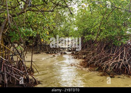 Mangrovenvegetation am Sargi Beach in Serra Grande an der Südküste Bahias, wo der Fluss auf das Meer trifft Stockfoto