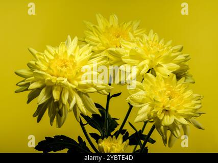 Chrysantheme Amour gelbe Blume auf gelbem Hintergrund. Blumenkopf-Nahaufnahme Stockfoto