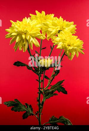 Chrysantheme Amour gelbe Blume auf rotem Hintergrund. Blumenkopf-Nahaufnahme Stockfoto