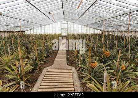 Ananasplantage in einem Gewächshaus auf der Azoren-Insel Sao Miguel Stockfoto