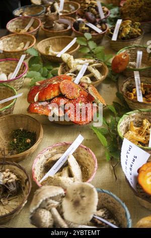 Ausstellung von gemischten Pilzen frisch im Wald gepflückt Stockfoto