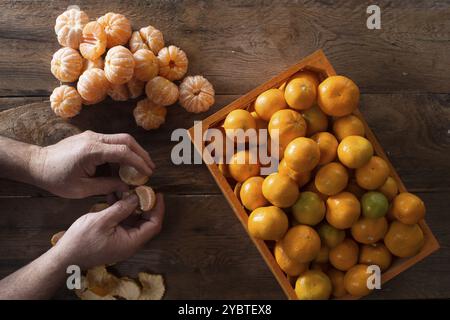 Präsentation über das Ergebnis der Sammlung von Früchten der Spindel Stockfoto