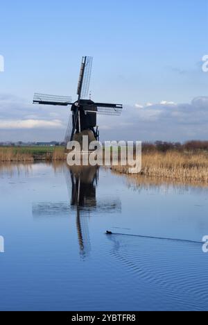 Wasservogel schwimmen in der #39, Grote- of Achterwaterschap#39, vor der #39, Broekmolen#39, in der niederländischen Region Alblasserwaard Stockfoto