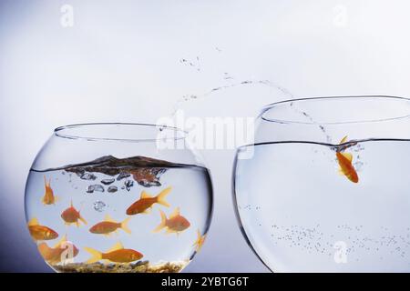 Ein Goldfisch springt aus einer kleinen überfüllten Schüssel in eine größere leere Schüssel Stockfoto