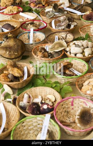 Ausstellung von gemischten Pilzen frisch im Wald gepflückt Stockfoto