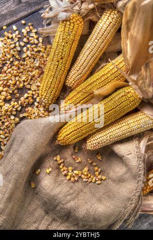 Maiskolben ganze getrocknete und zum Schleifen bereit Stockfoto