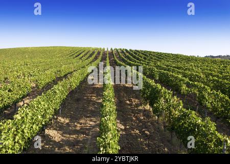 Luftbilddokumentation der Reihen eines Weinbergs in voller Reife in der Sommersaison Stockfoto