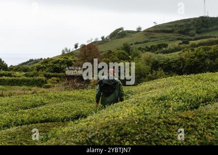 Ponta Delgada, Portugal, 5. Juli 20223: Gorreana Tea Factory. Es ist die älteste Teeplantage Europas. Sao Miguel Island, Azoren, Europa Stockfoto