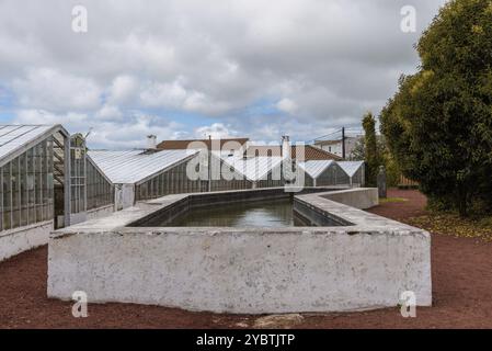 Ponta Delgada, Portugal, 8. Juli 2022: Ananasplantage in einem Gewächshaus auf der Insel Sao Miguel, Europa Stockfoto