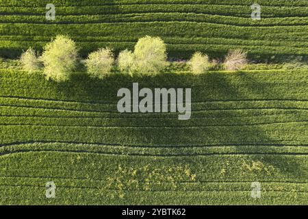 Luftbilddokumentation der Grünfarbe des Weizens im Frühjahr Stockfoto