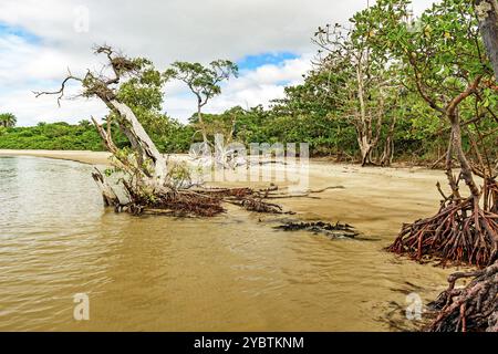 Mangrovenvegetation mit verdrehten Zweigen und Wurzeln am Ufer, umgeben von Kokospalmen in Serra Grande an der Küste von Bahia Stockfoto