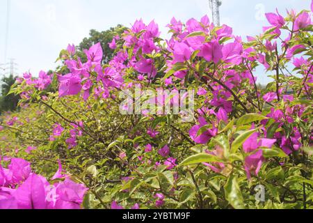 Rote Bougainvillea als Hintergrund. Stockfoto