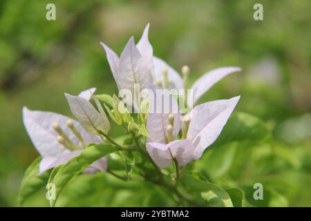 Rote Bougainvillea als Hintergrund. Stockfoto